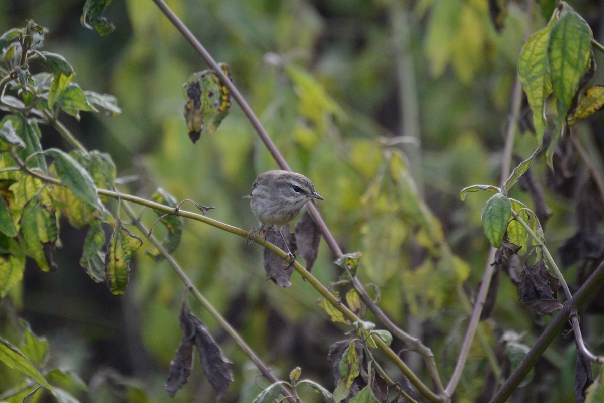Palm Warbler - ML645029356