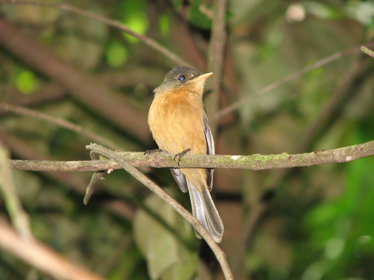 Pibí Puertorriqueño - ML645029363