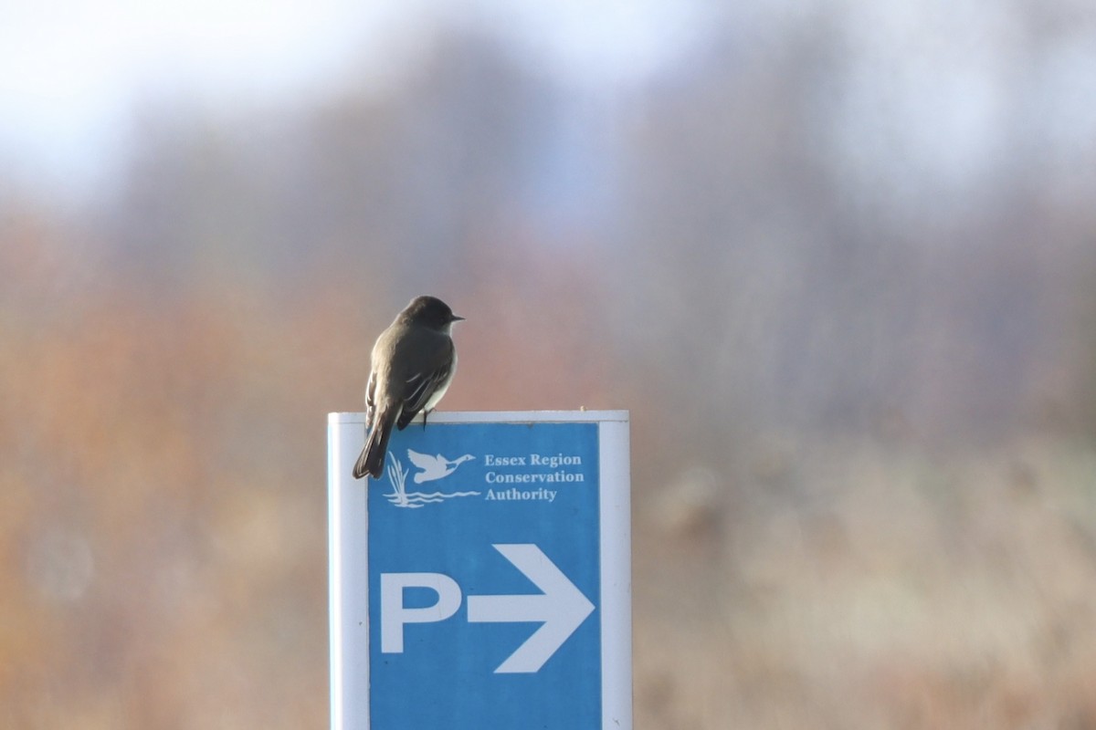 Феб буроспинний - ML645029364