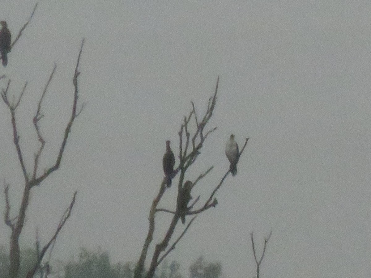 Great Cormorant - ML645029366