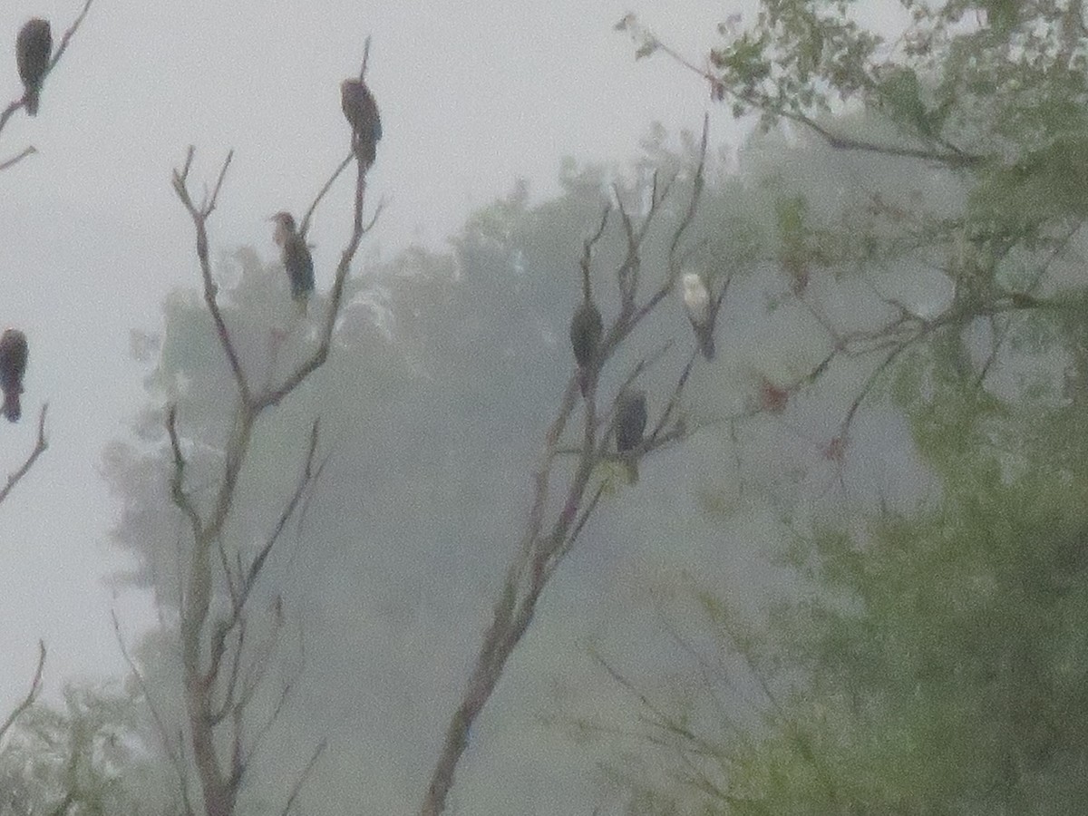 Great Cormorant - ML645029367