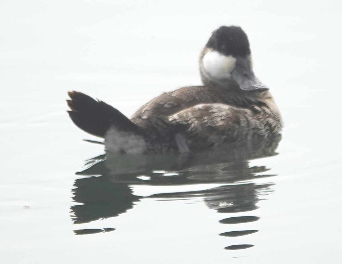 Schwarzkopf-Ruderente - ML645029368