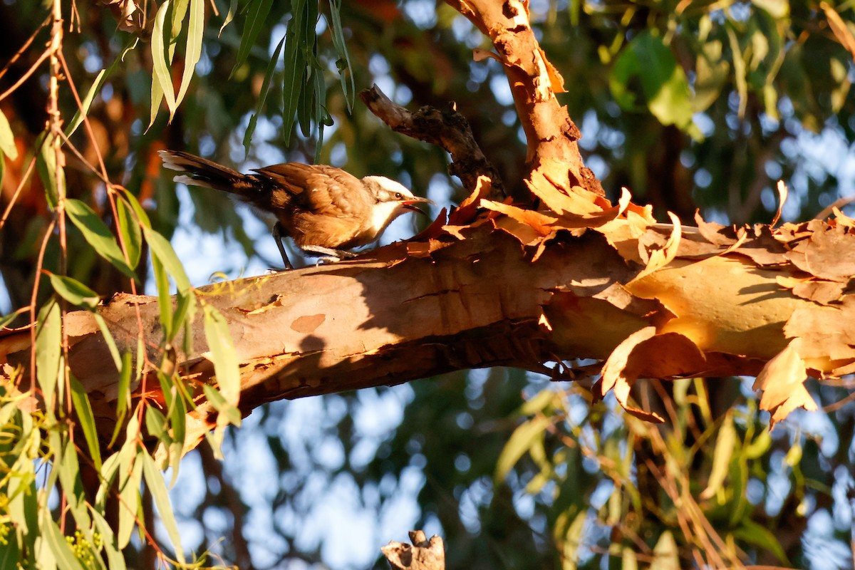 Grauscheitelsäbler - ML645029373