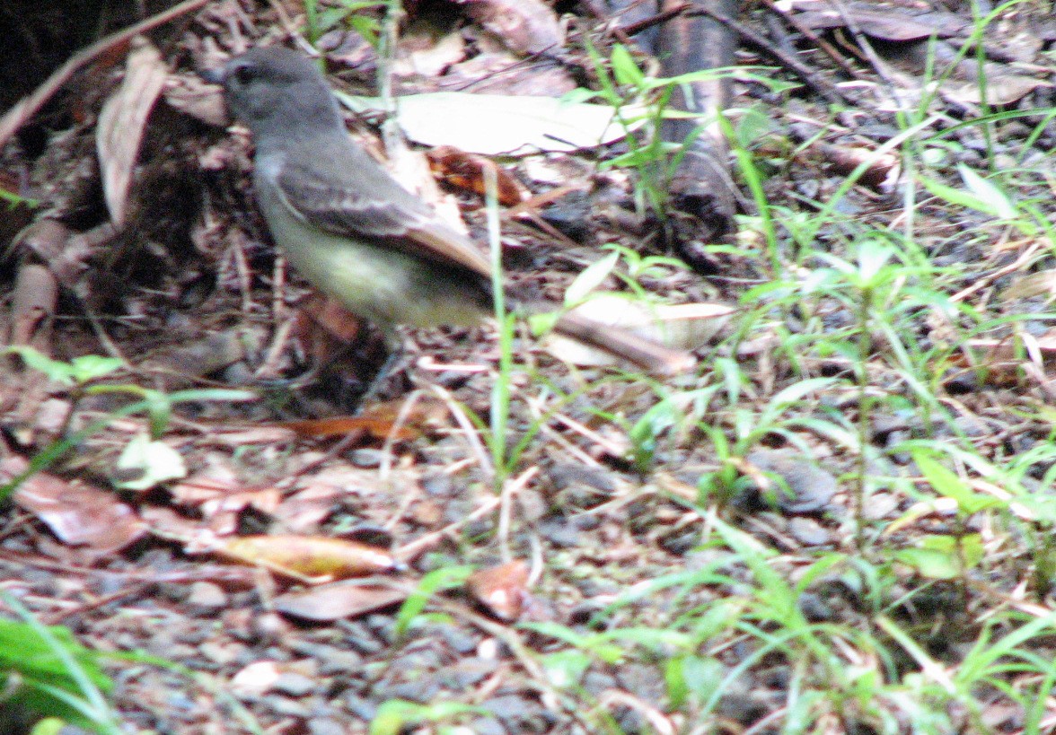 Tyran janeau - ML645029374