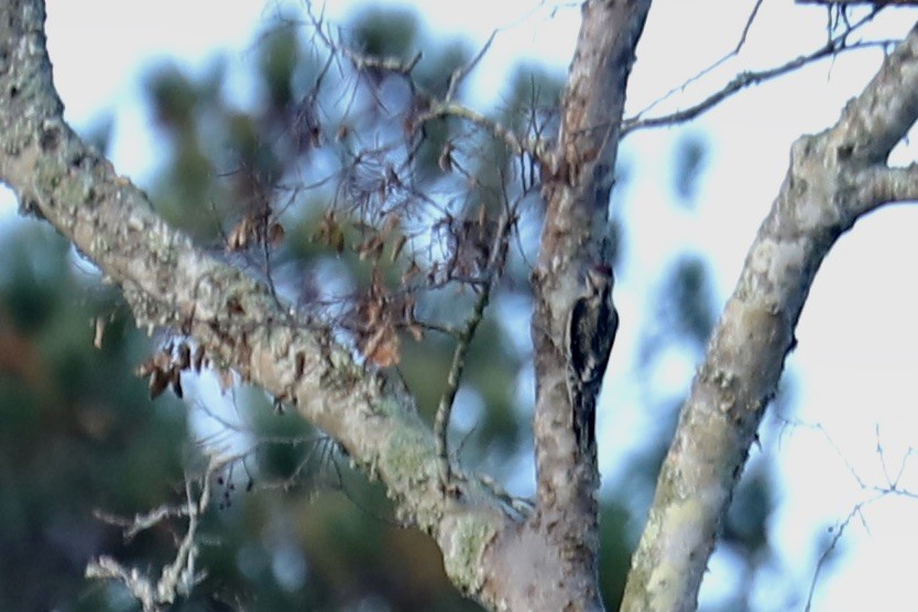 Yellow-bellied Sapsucker - ML645029375