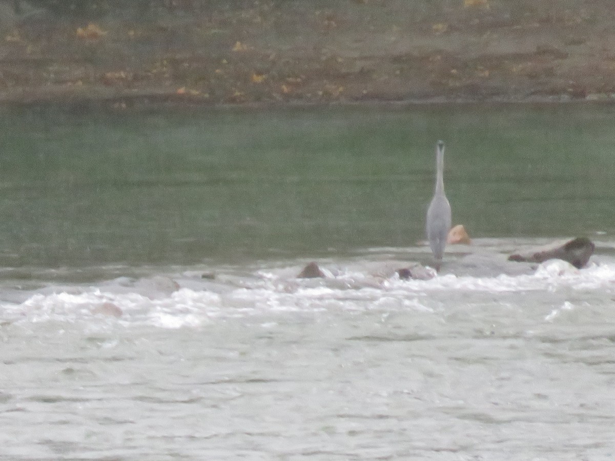 Gray Heron - ML645029392