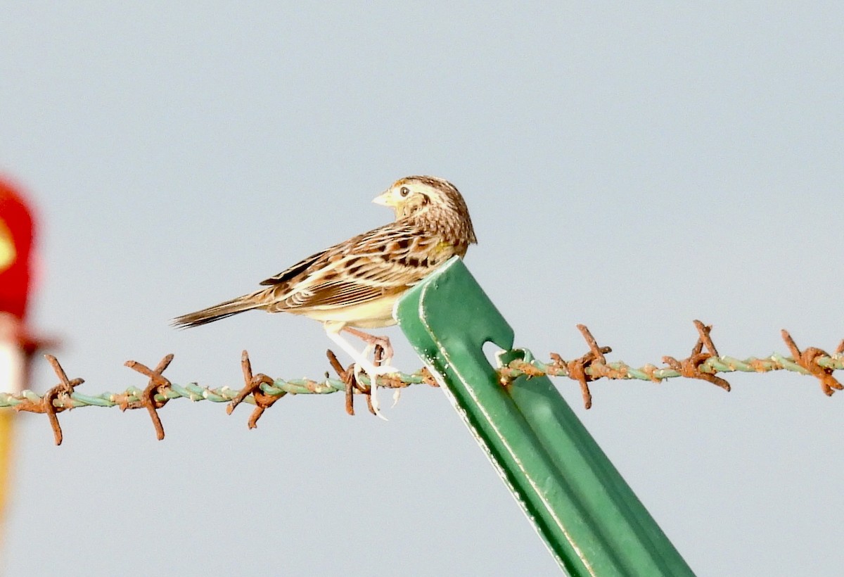 Grasshopper Sparrow - ML645029402