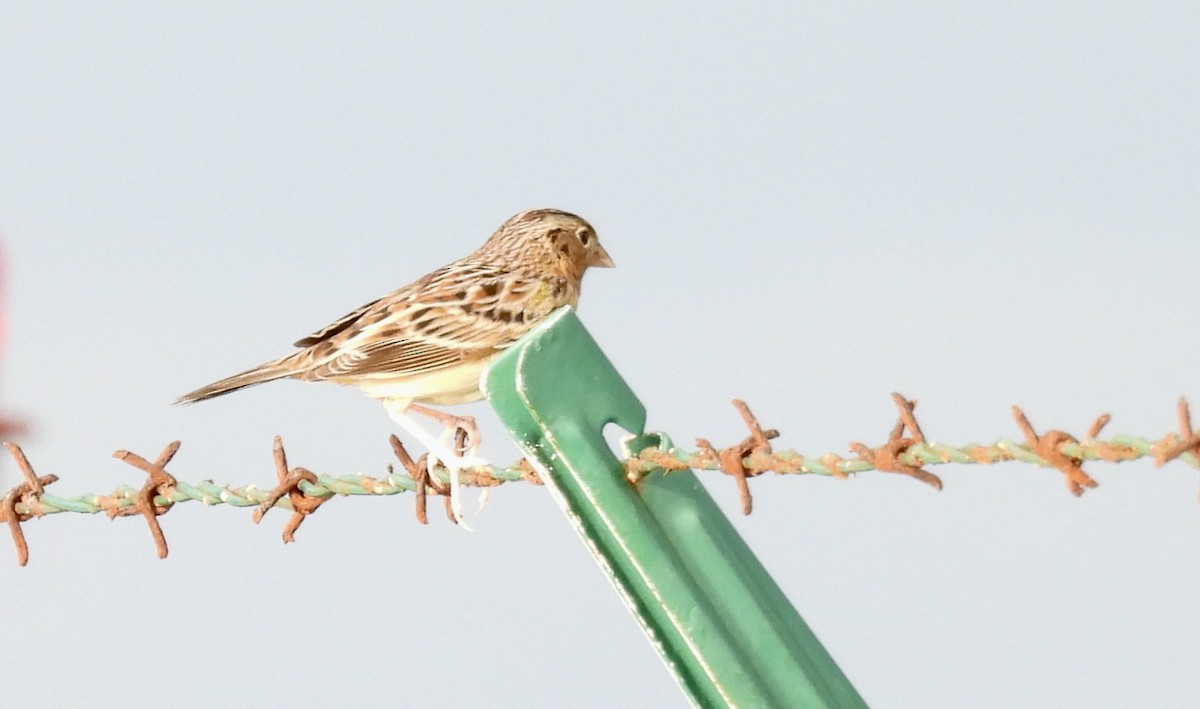Grasshopper Sparrow - ML645029403