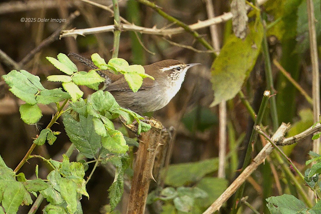 Підбуреник - ML645029446