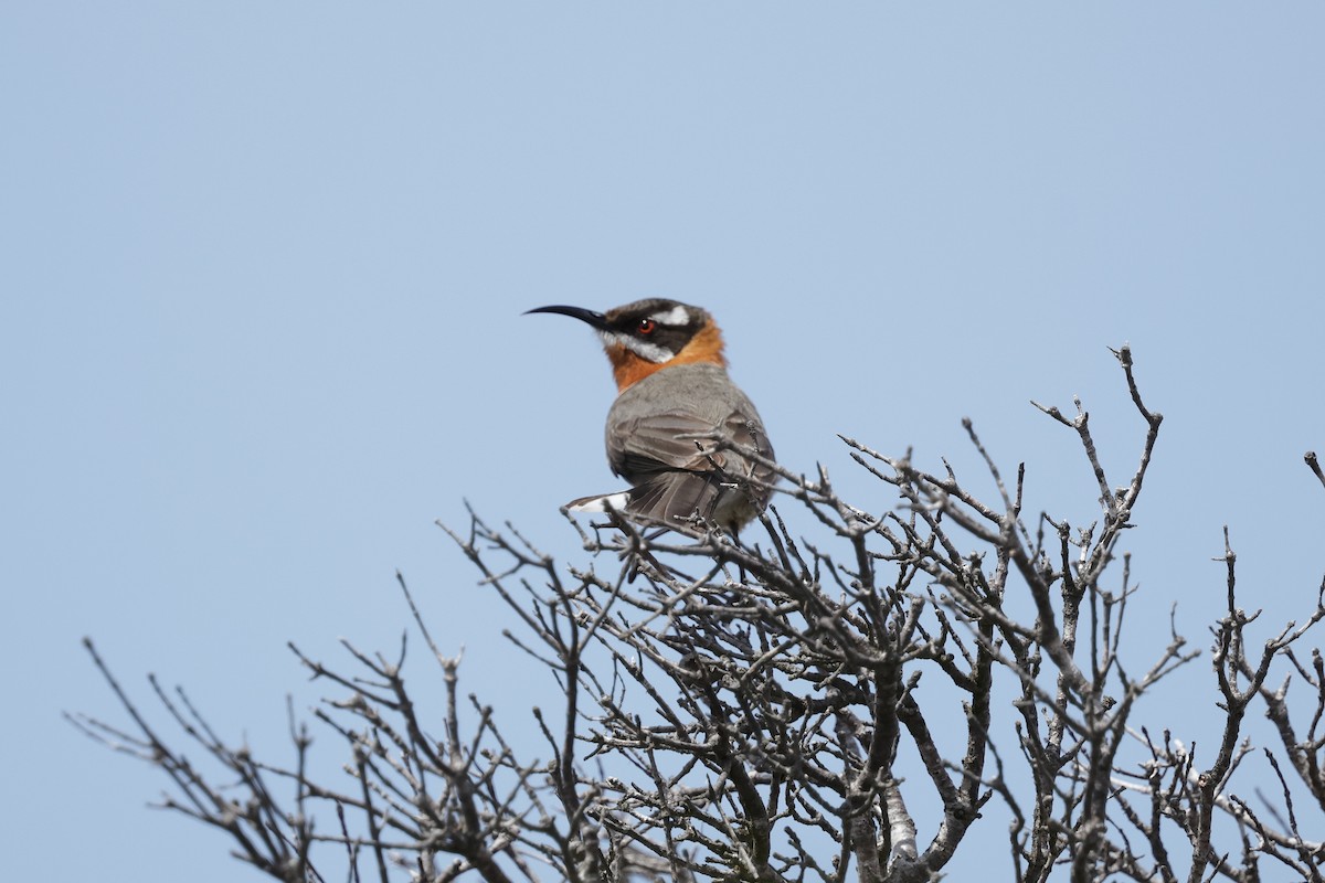 Western Spinebill - ML645029458