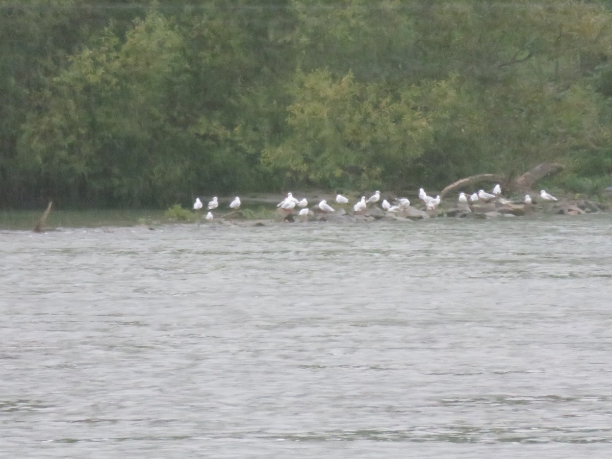 Black-headed Gull - ML645029470