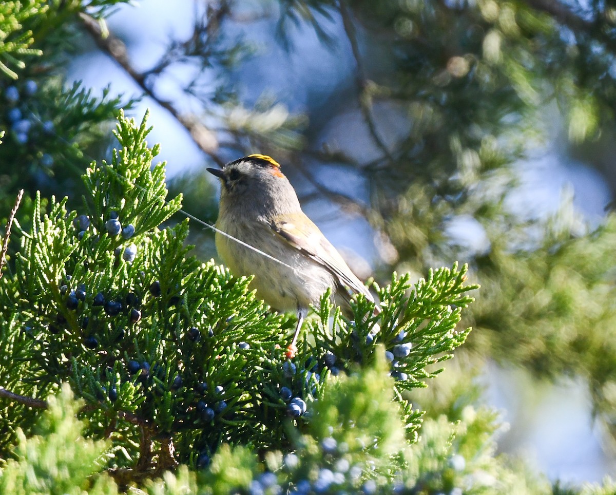 Golden-crowned Kinglet - ML645029472