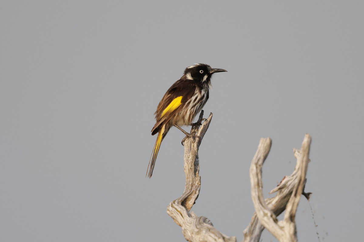 New Holland Honeyeater - ML645029473