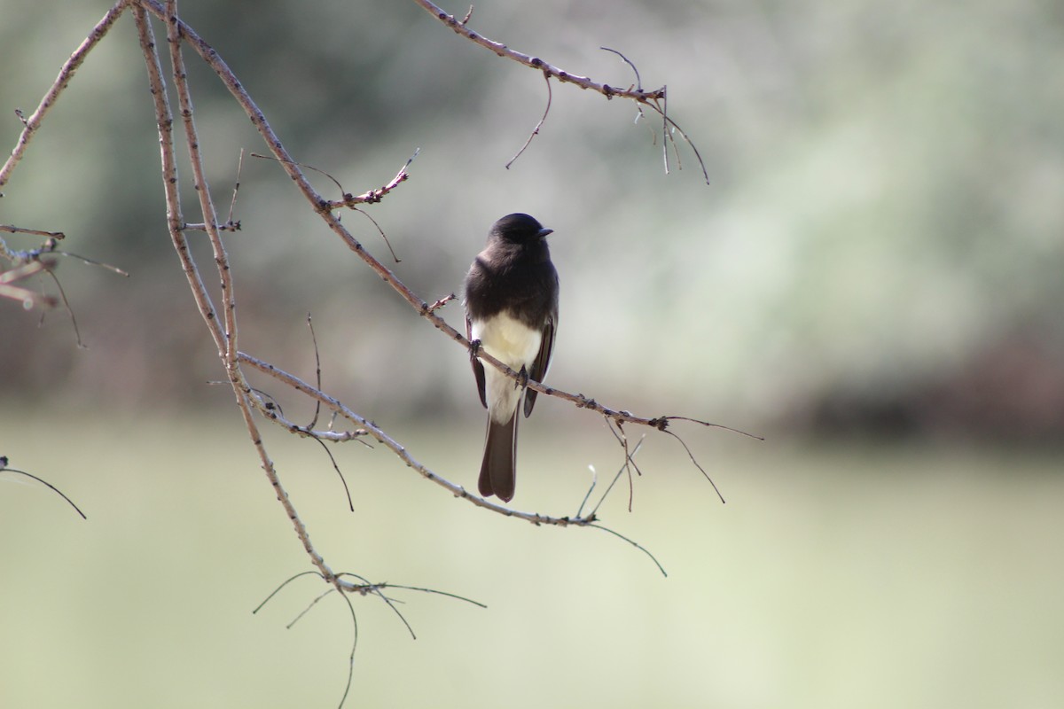 Black Phoebe - ML645029474