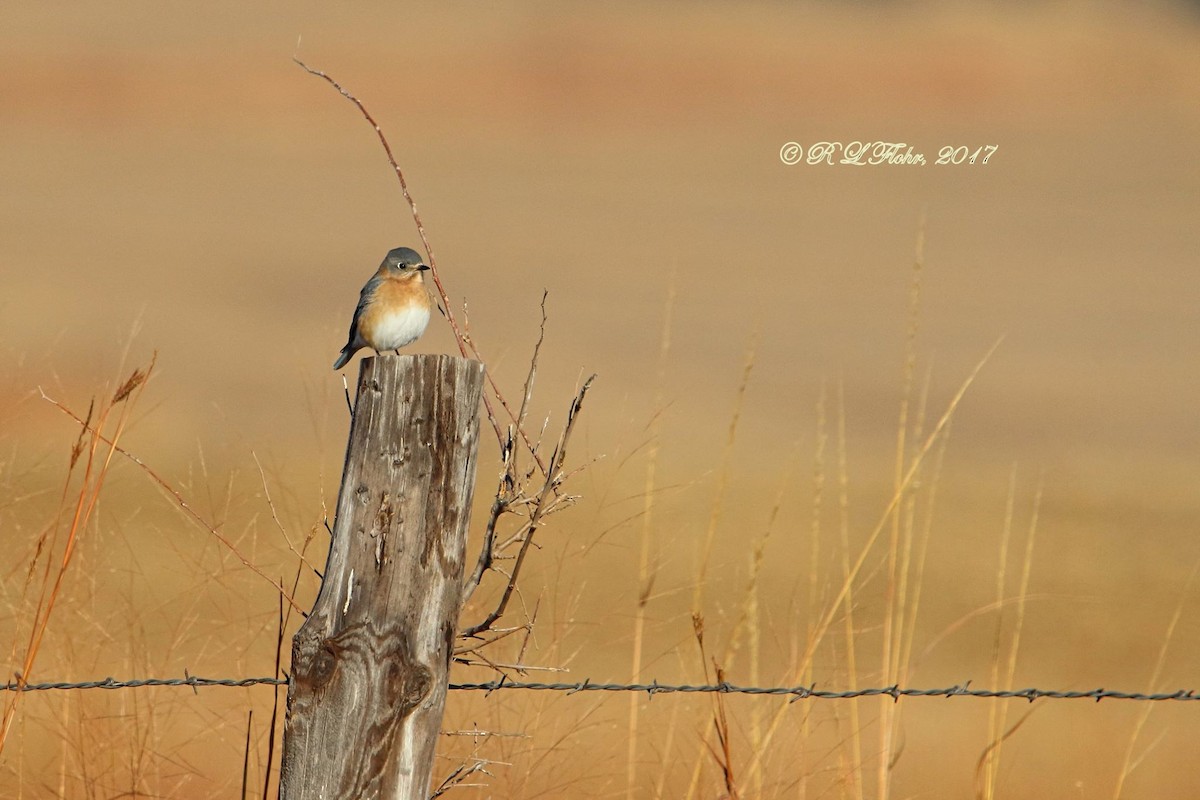 Azulejo Oriental - ML645029476