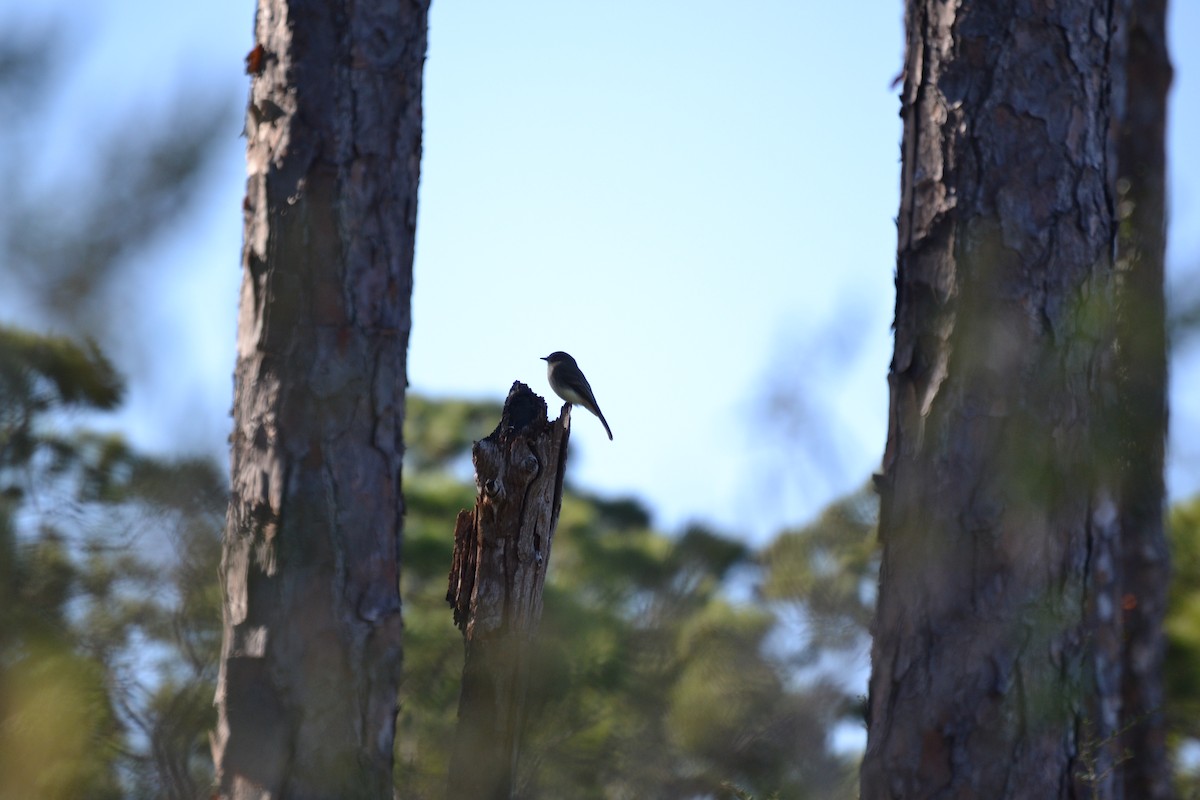 Eastern Phoebe - ML645029479