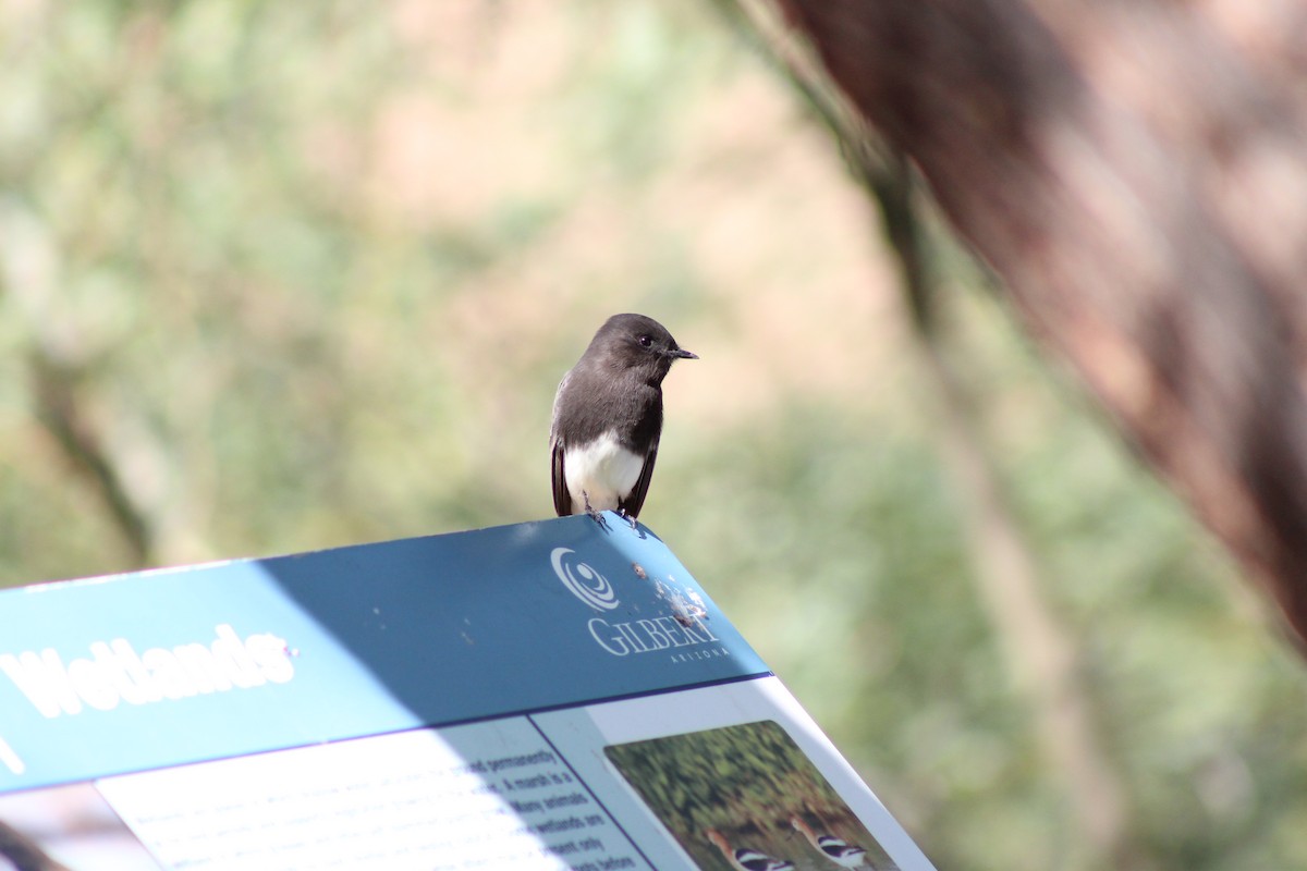 Black Phoebe - ML645029494