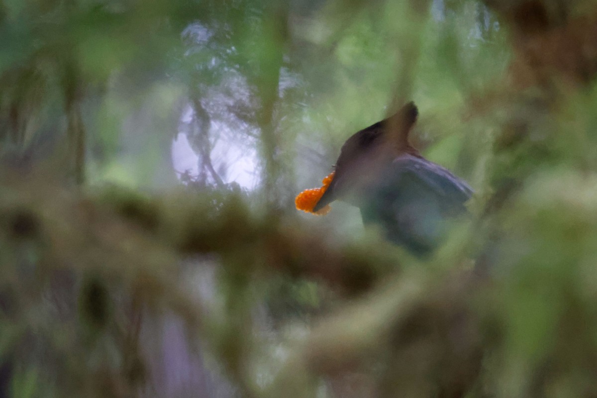 Steller Kargası - ML645029501