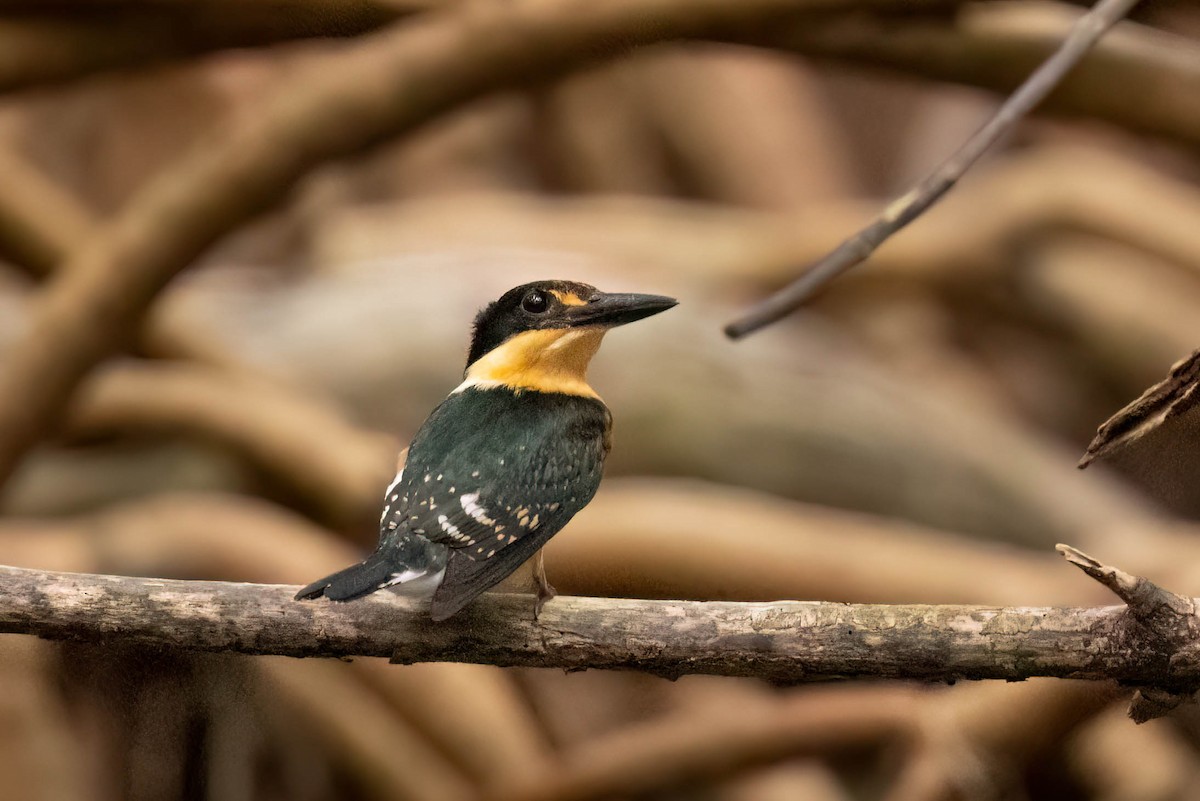 bronseisfugl - ML645029504