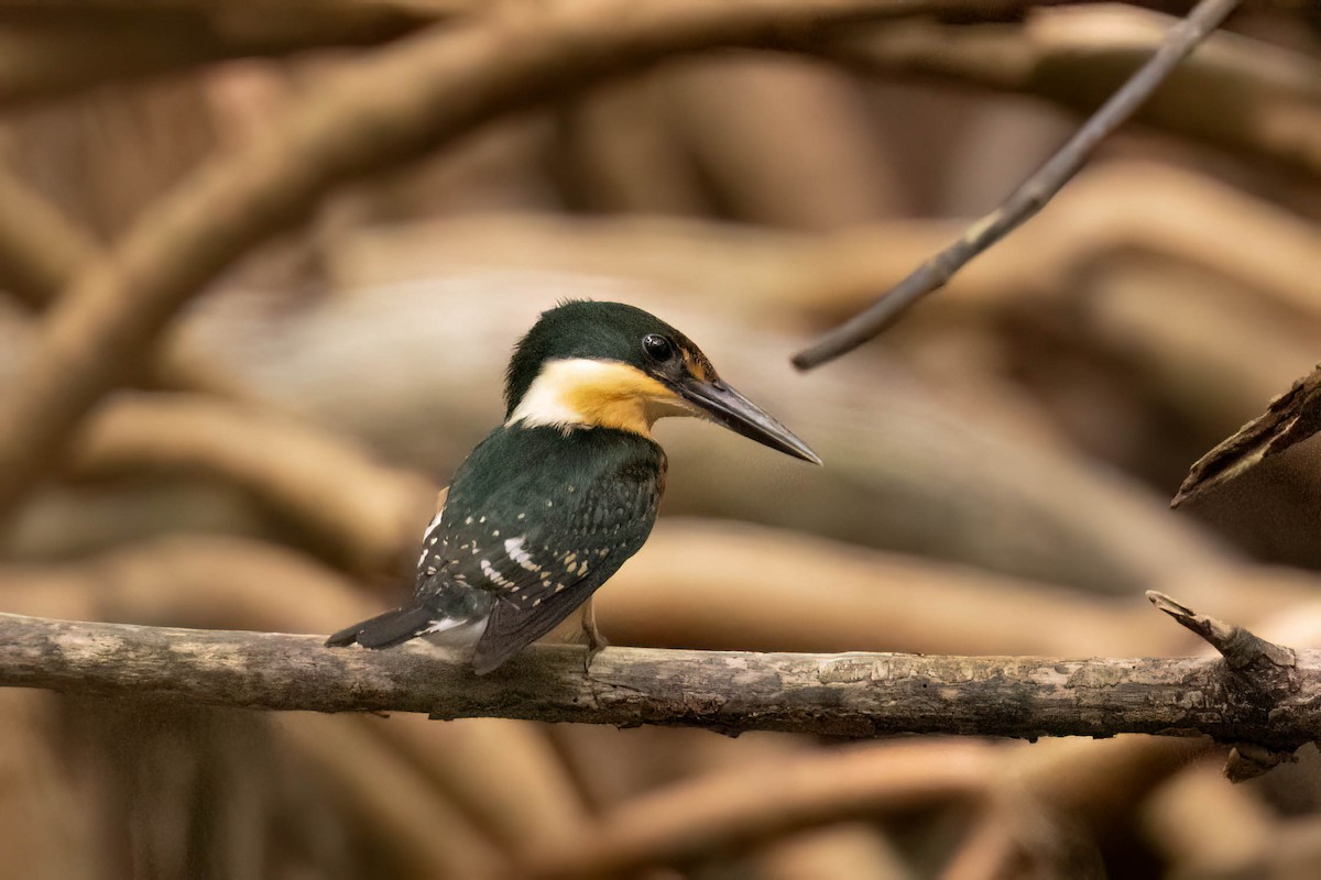 bronseisfugl - ML645029508