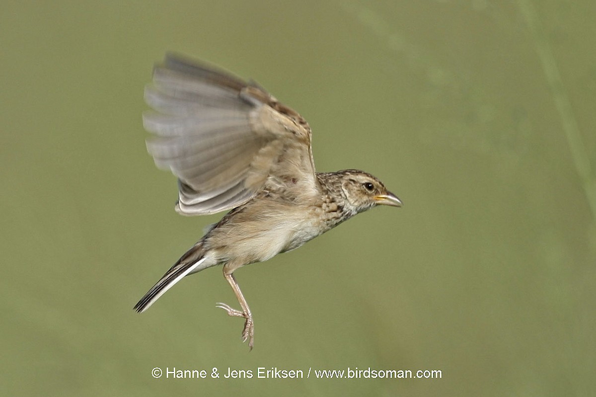 Singing Bushlark (Singing) - ML64502951