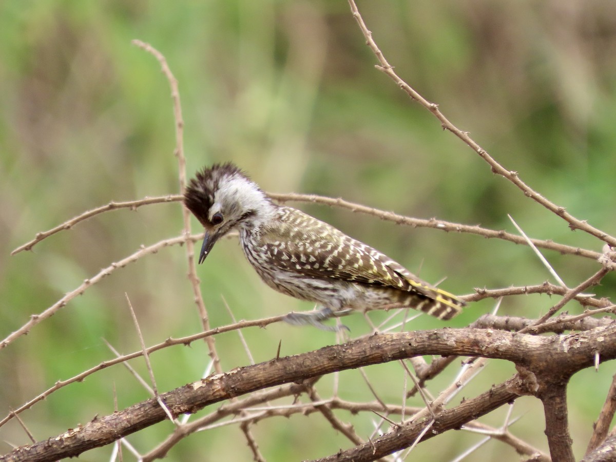 Cardinal Woodpecker - ML645029510