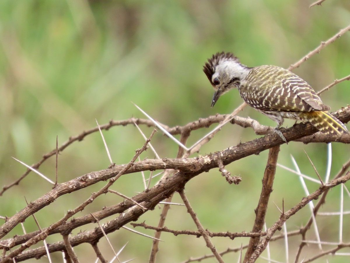 Cardinal Woodpecker - ML645029511
