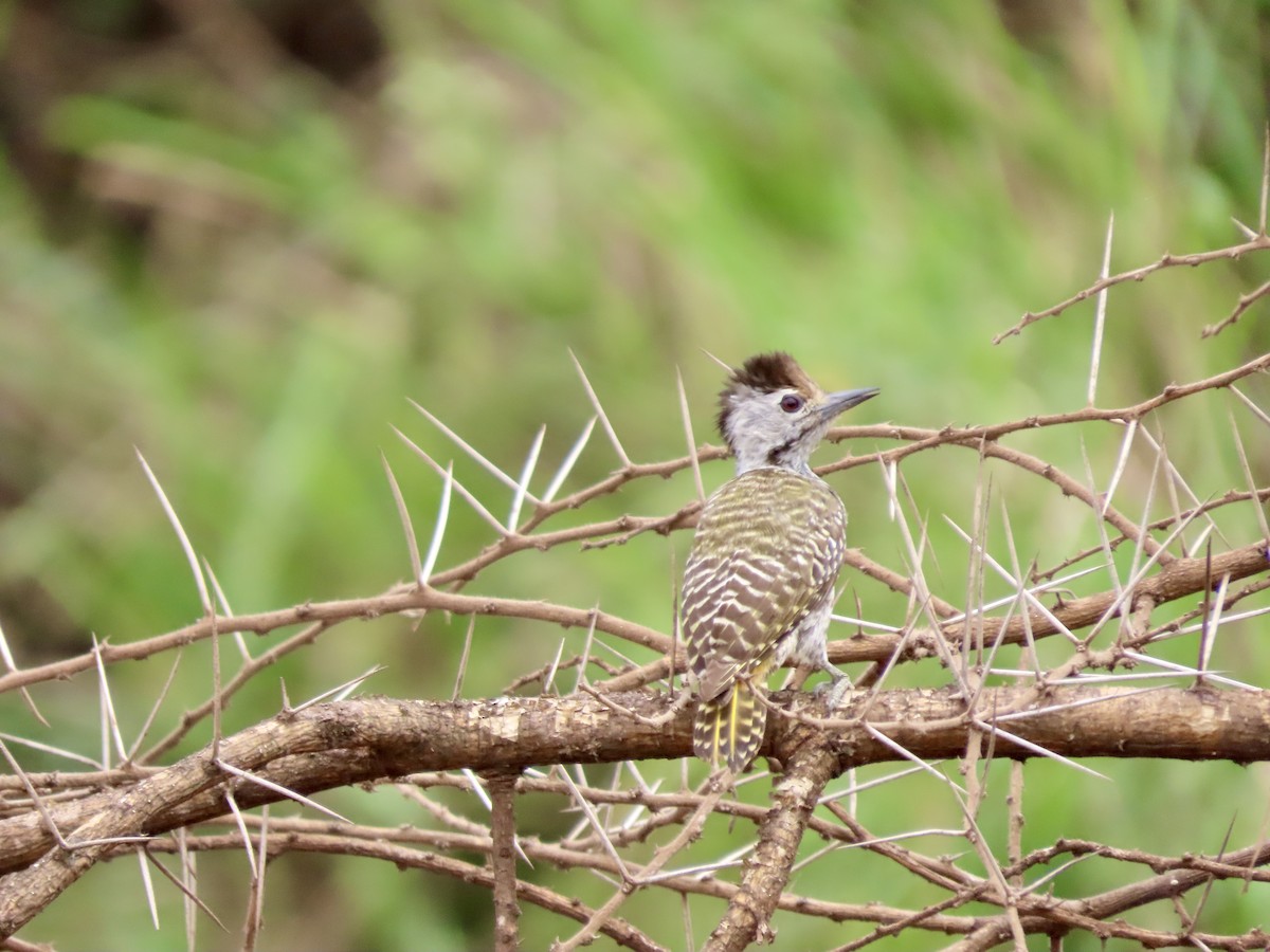 Cardinal Woodpecker - ML645029512