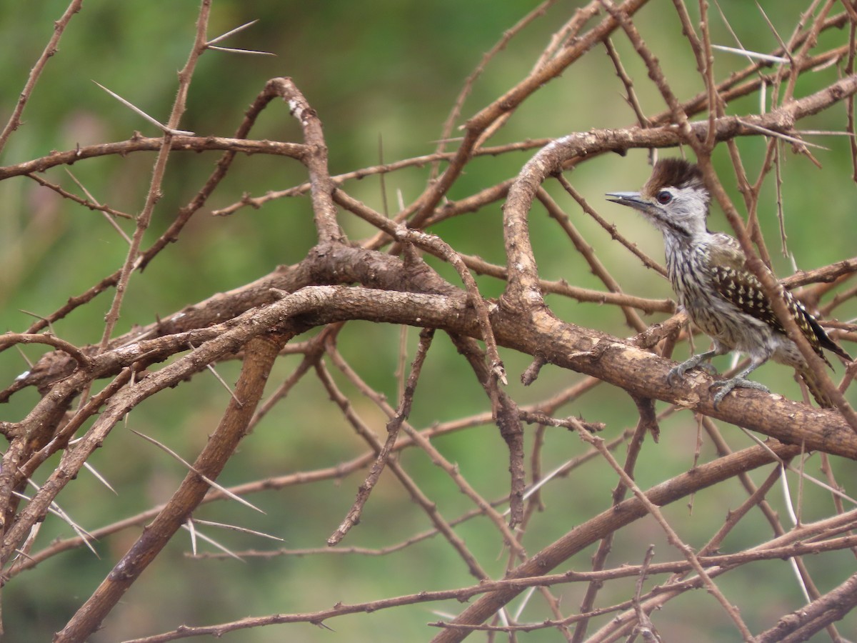 Cardinal Woodpecker - ML645029513