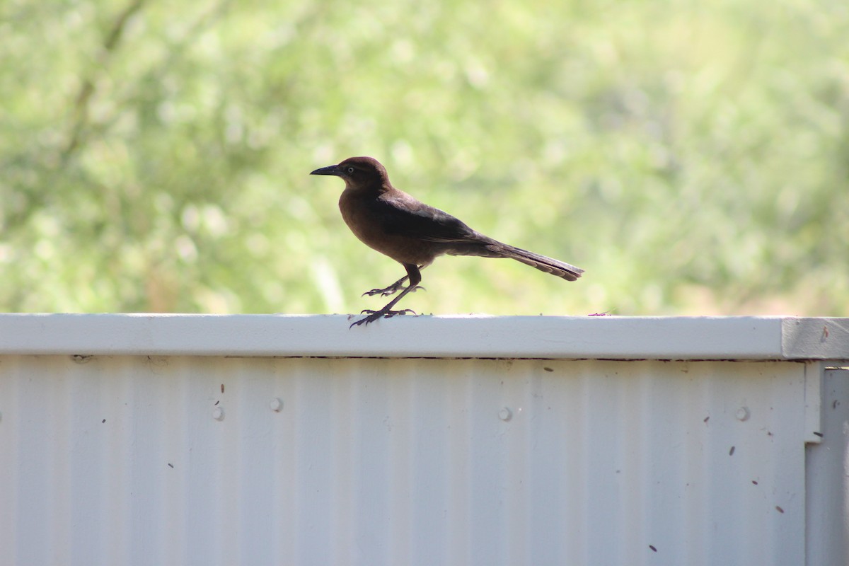 Great-tailed Grackle - ML645029518