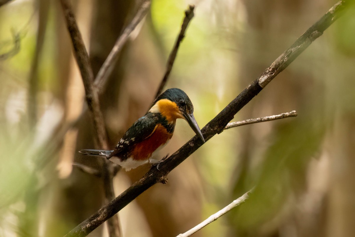 bronseisfugl - ML645029526