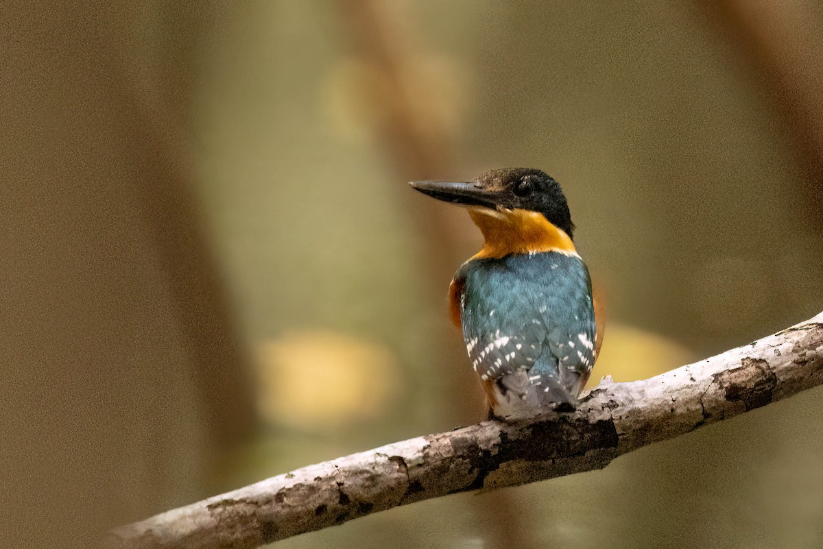 bronseisfugl - ML645029530