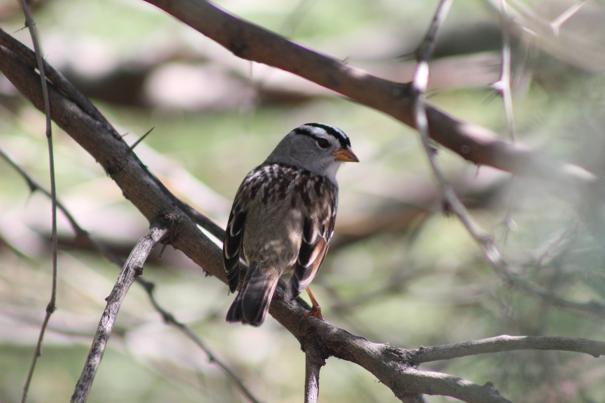 White-crowned Sparrow - ML645029537