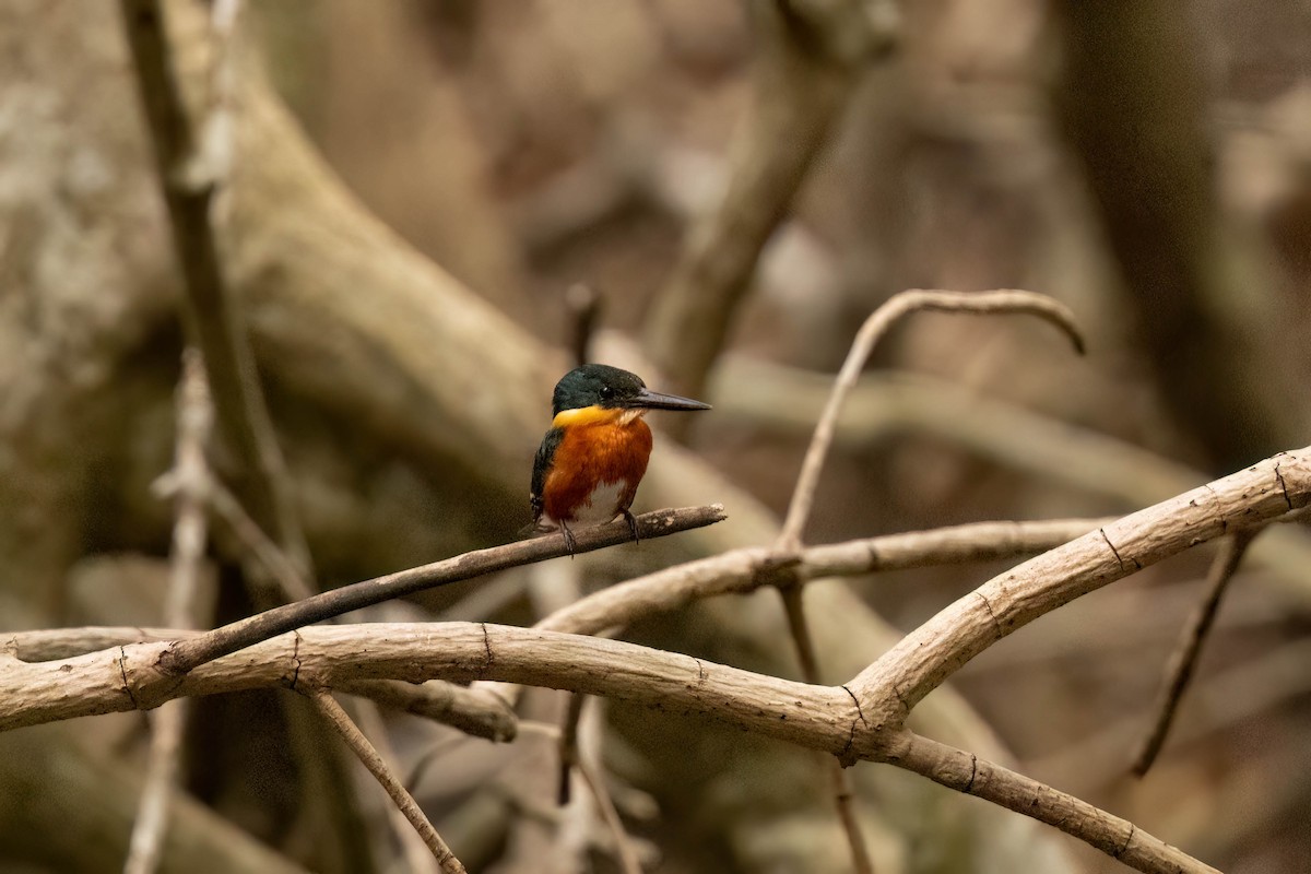 bronseisfugl - ML645029539