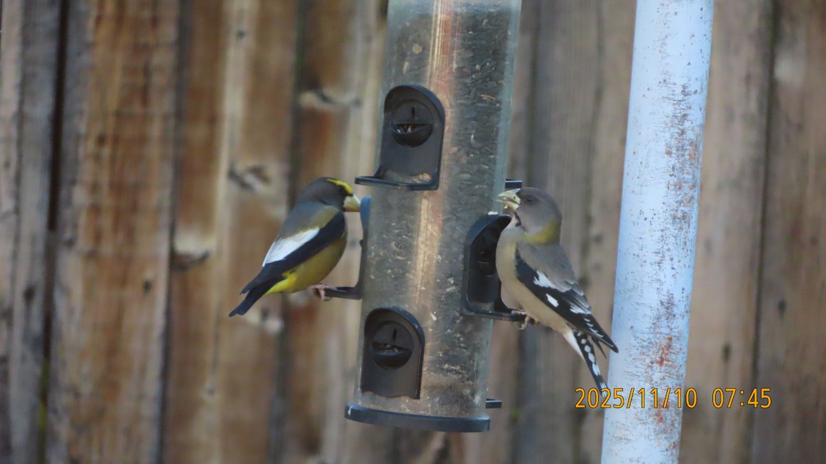 Evening Grosbeak - ML645029544