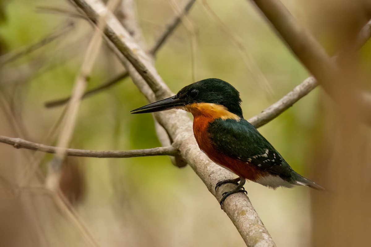 bronseisfugl - ML645029545