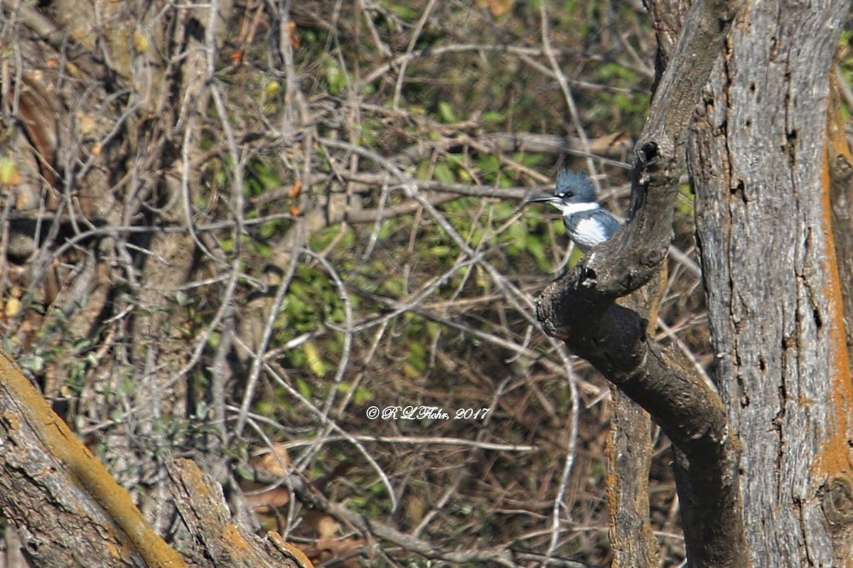 Martin handi iparramerikarra - ML645029549