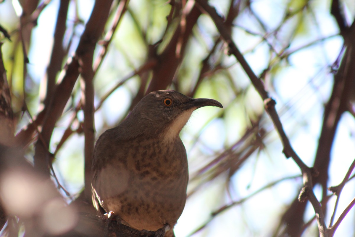 Curve-billed Thrasher - ML645029558