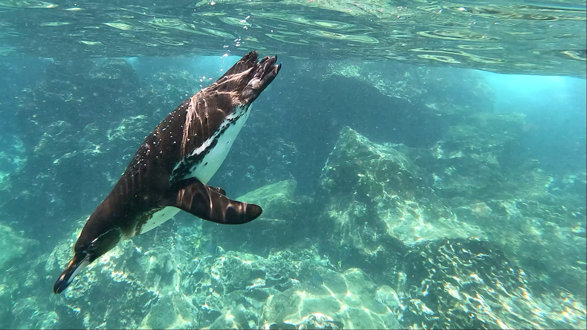Galapagos Penguin - ML645029563