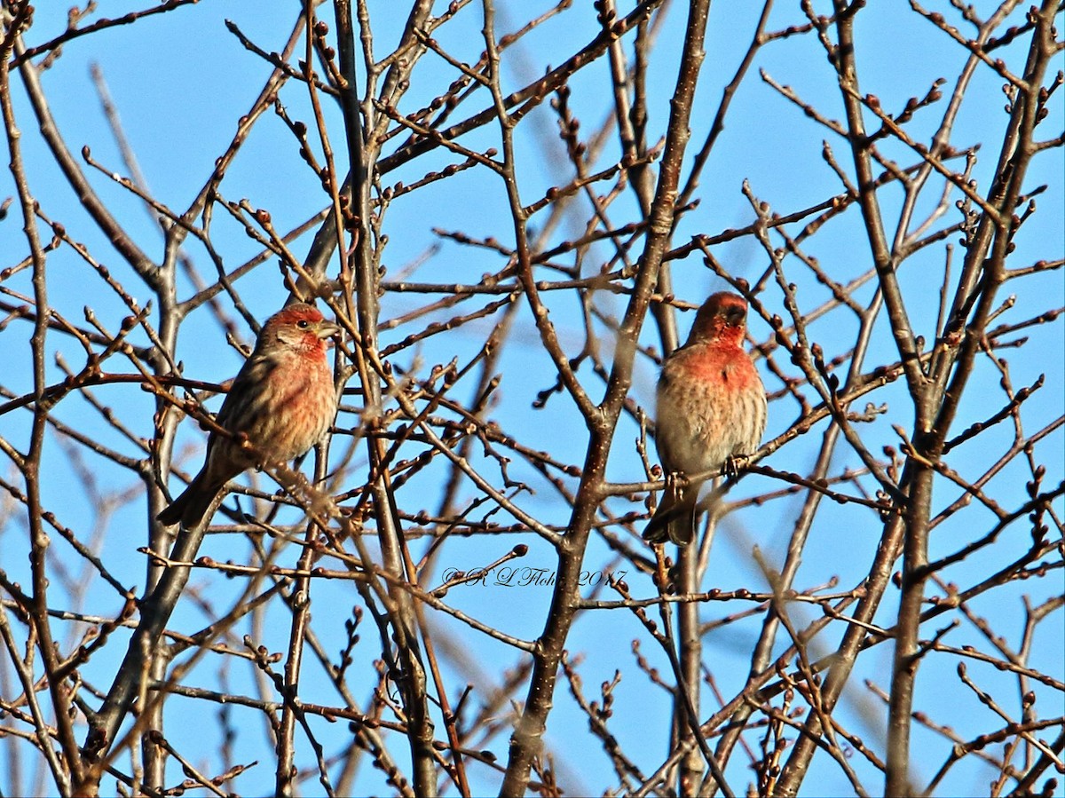 House Finch - ML645029565