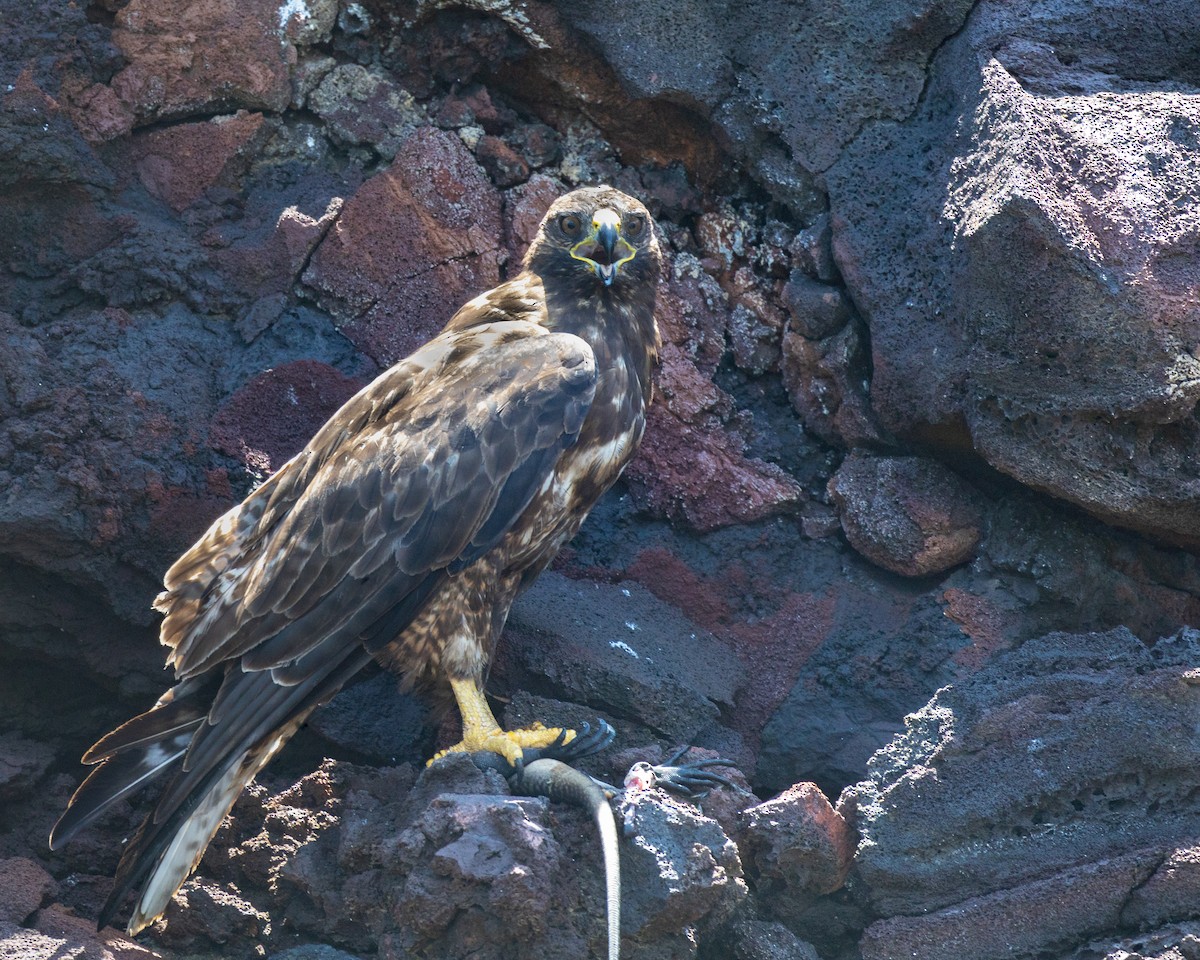 Galapagos Hawk - ML645029593
