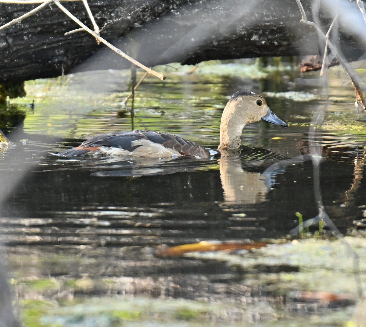 husička malá - ML645029595