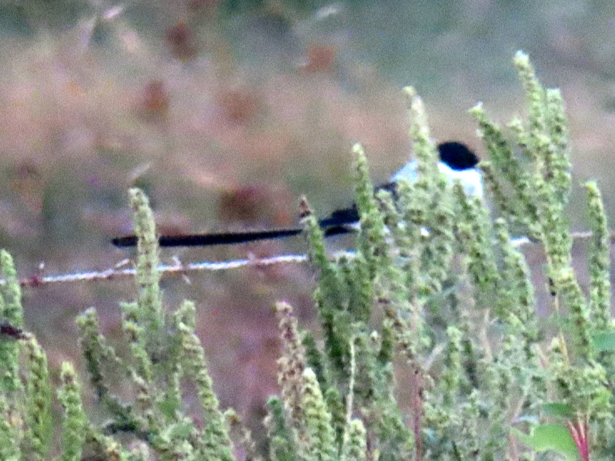 Fork-tailed Flycatcher - ML645029602