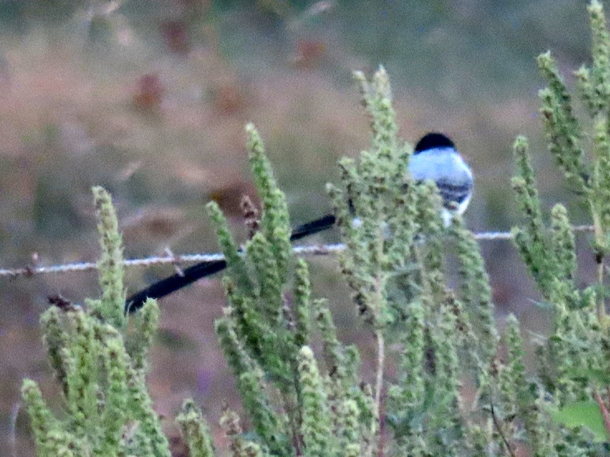 Fork-tailed Flycatcher - ML645029603