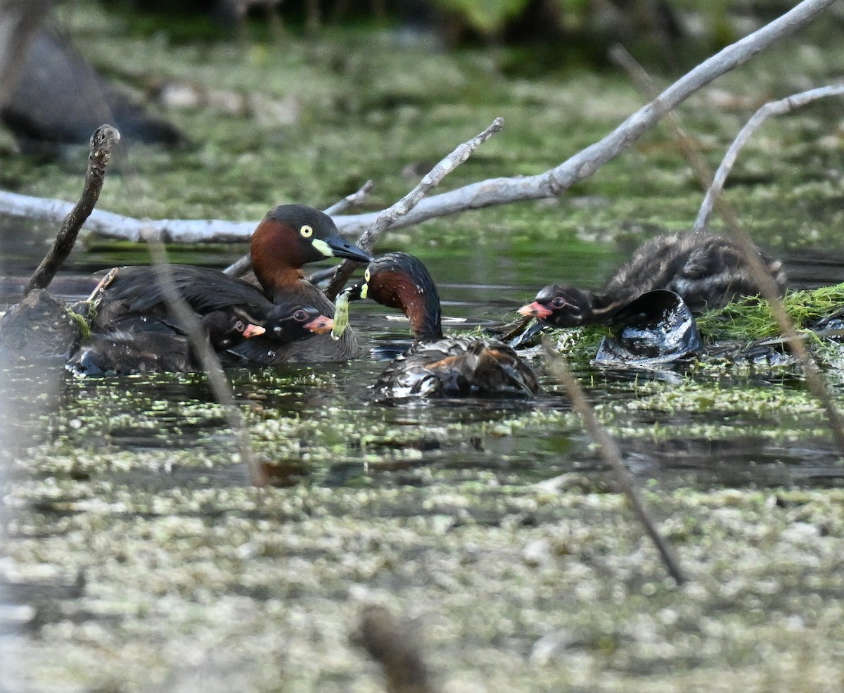 potápka malá - ML645029612