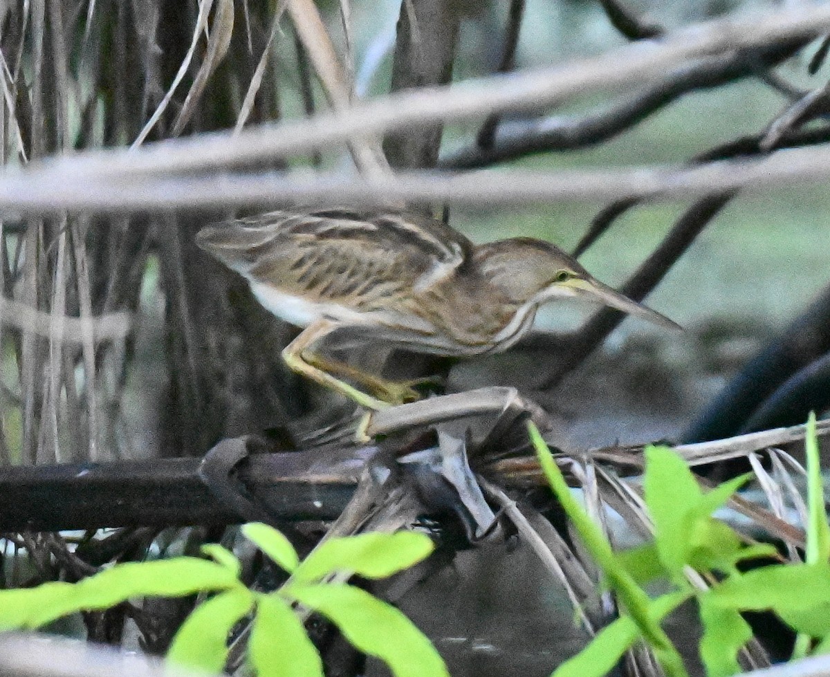 bukáček žlutonohý - ML645029622