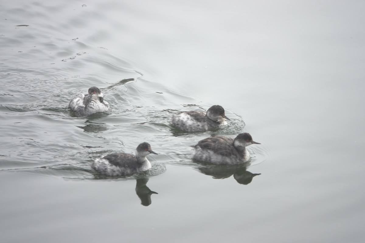 黑頸鸊鷉 - ML645029641