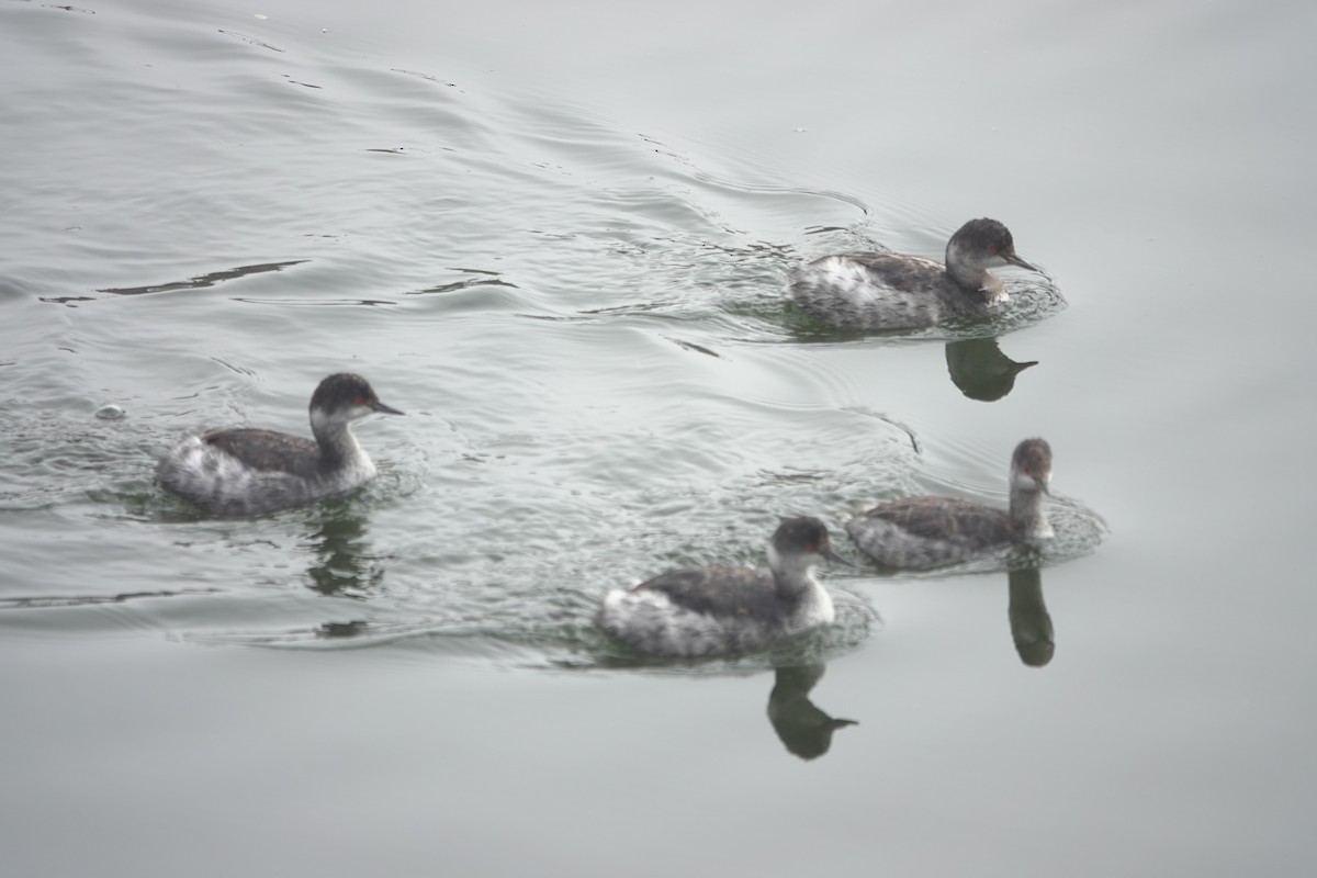 黑頸鸊鷉 - ML645029642