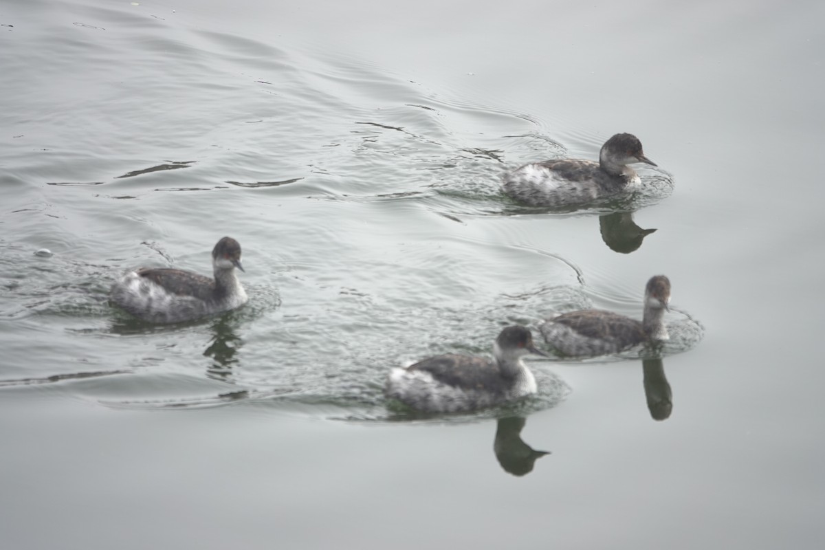 黑頸鸊鷉 - ML645029643