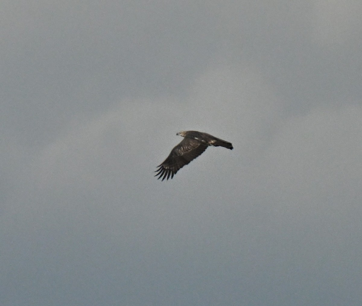 orel bělobřichý - ML645029644